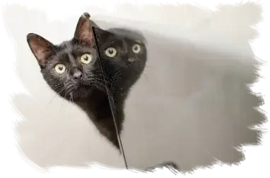 Wenn Katzen Ängste zeigen, sich verstecken, zurückziehen, scheu sind, dann: Stehen diese Tiere unter ständigem Stress. Und: Genau wie bei uns Menschen, ist Stress niemals gesund. Auch Katzen können erkranken: Depressionen, Blasenentzündungen, aggressives Verhalten sind nur einige Folgen.