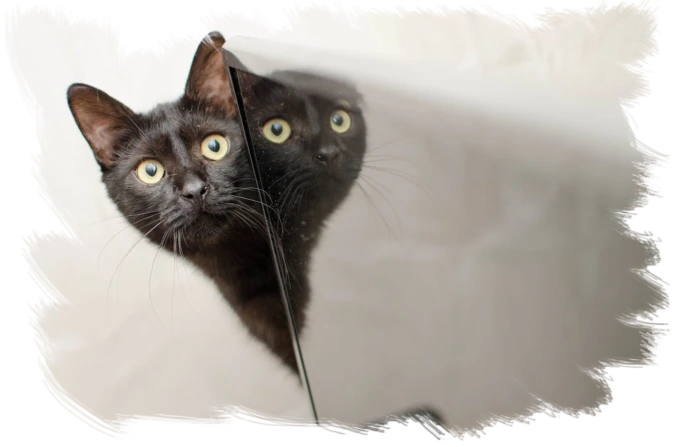 Eine Katze versteckt sich hinter einem Kühlschrank Wenn Katzen Ängste zeigen, sich verstecken, zurückziehen, scheu sind, dann: Stehen diese Tiere unter ständigem Stress. Und: Genau wie bei uns Menschen, ist Stress niemals gesund. Auch Katzen können erkranken: Depressionen, Blasenentzündungen, aggressives Verhalten sind nur einige Folgen.