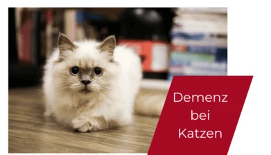 Gibt es Alzheimer bei Katzen? Was, wenn bei der Katze die grauen Zellen nicht mehr funktionieren wie früher? Wie kann der Halter helfen und sich selbst den Alltag erleichtern?