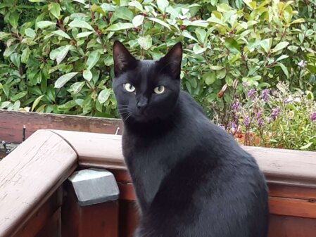 Jede Katze hat ihr eigenes, ganz besonderes Wesen und alle sind auf ihre Weise liebenswert. Berta war pechschwarz, mit wunderschönen grünen Augen. 