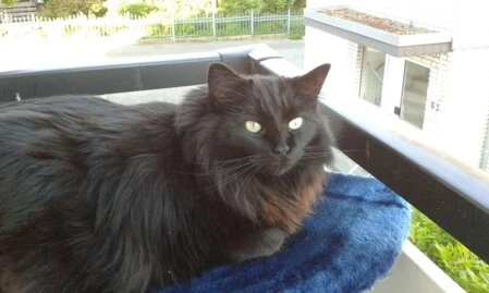 Harmonie war meine ganz besondere Seelenkatze. Sie hatte ein ganz außergewöhnliches Wesen, ausgeglichen und ruhig. Sie ist die Namensgeberin für diese Website.