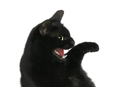 Deine Katze faucht dich an? Dann kann das mehrere Gründe haben. Vielleicht ist sie krank oder sie möchte einfach nicht angefasst werden. Akzeptiere, dass sie derzeit keinen Kontakt möchte. Damit schaffst du eine vertrauensvolle Beziehung.