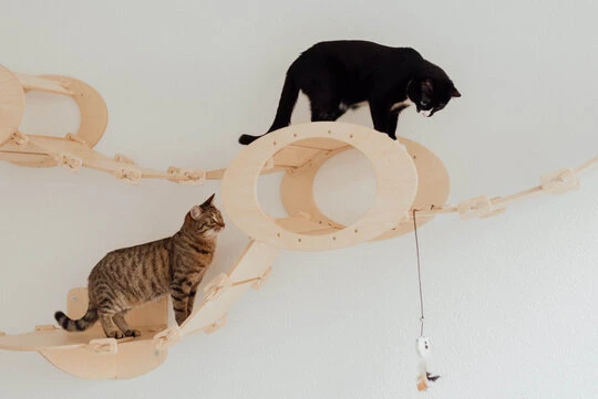 Wohnungshaltung für Katzen. Wie muss sie aussehen? Katzen können in der Wohnung gehalten werden. Dafür benötigt es jedoch die richtige Ausstattung und die richtige, ausfüllende Beschäftigung.
