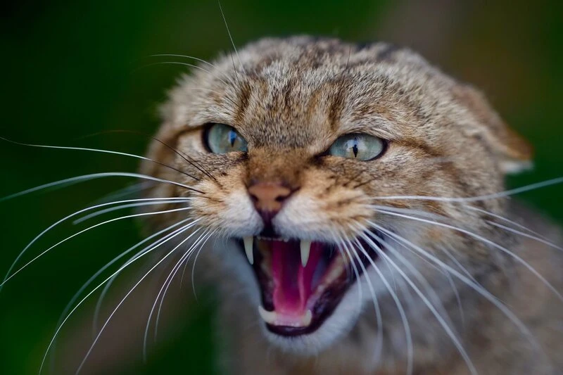 Welche Bedeutung hat es wenn eine Katze faucht? Wenn eine Katze faucht, dann hat das unterschiedliche Bedeutungen. Grundsätzlich ist das Fauchen eine Abwehrreaktion und bedeutet, dass das Tier keinen Kontakt will. Wird diese Warnung ignoriert, dann erfolgt die Flucht oder ein Angriff.