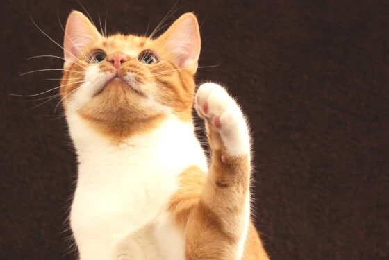 Beschäftigung für Katzen mit Clickertraining Katzen täglich zu fordern ist ein Muss in der Haltung. Clickertraining eignet sich optimal, damit die Katze geistig gefördert wird und keine Erkrankungen entwickelt.
