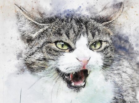 Fauchen, kratzen, beißen oder Stress im Mehrkatzenhaushalt. Hier hilft nur die professionelle Katzenpsychologie. 