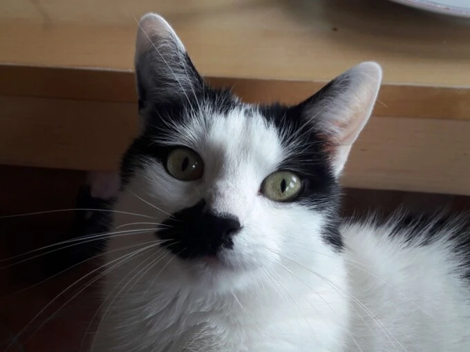 Manja ist eine so genannte Kuhkatze, mit schwarz-weißem Fell und gelben Augen. 