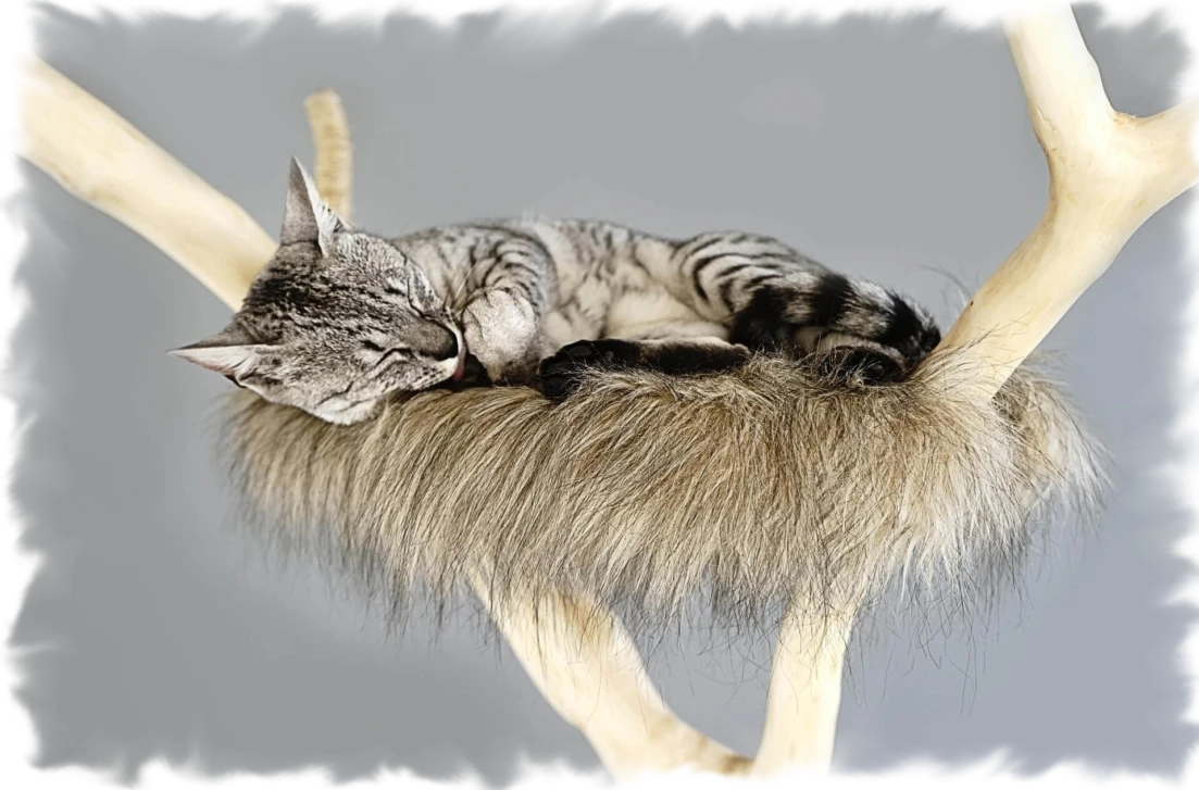 Warum brauchen Katzen eine artgerechte Umgebung? Weil es essentiell für ihr Wohlbefinden ist. Eine Katze ist ein perfekter Jäger, der klettert, lauert, sprintet, jagt...Egal ob Freigänger oder Wohnungskatze: Alle brauchen eine artgerechte Haltung in Form von Ausstattung, Beschäftigung, Spiel etc.