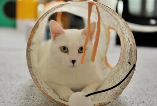 Spiel und Beschäftigung für Wohnungskatzen und Freigänger Katzen sind anspruchsvolle, perfekte Jäger. Verhaltensauffälligkeiten entstehen, wenn Katzen unterfordert sind. Mit der richtigen Ausstattung ist der erste Schritt Richtung zufriedene Katze getan.