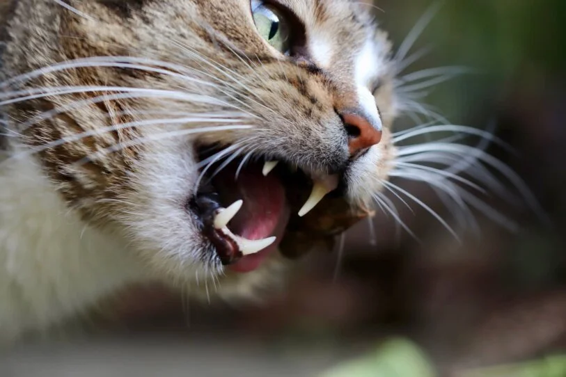 Verhaltensauffälligkeiten bei Katzen haben viele Gründe. Auslöser für ein auffälliges Verhalten kann eine nicht artgerechte Umgebung sein, bisher gemachte Erfahrungen mit Menschen oder anderen Tieren, aber auch eine genetische Veranlagung.