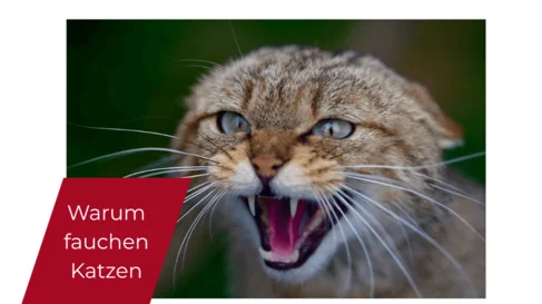 Was hat es für eine Bedeutung, wenn eine Katze faucht? Wie solltest du reagieren, wenn dich eine (deine) Katze anfaucht? Was hat es für einen Grund? Lerne deine Katze verstehen!