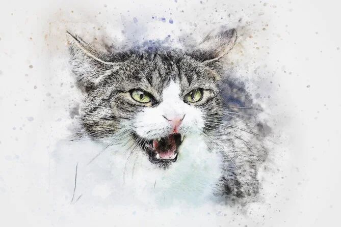 Wenn Katzen Verhaltensauffälligkeiten zeigen, dann kann eine Verhaltensberatung helfen. Denn die Ursachen können vielfältig sein.