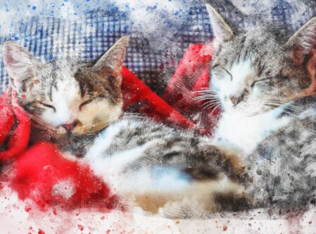 Als Katzenpsychologin kann ich bewusst die Bedürfnisse unserer Katzen einschätzen. Unsere Katzen sind immer noch nicht annähernd gezähmt und ihre wildlebenden Urahnen am nächsten. Darum entstehen Verhaltensprobleme, wenn die Katze kein artgerechtes Veralten ausleben kann